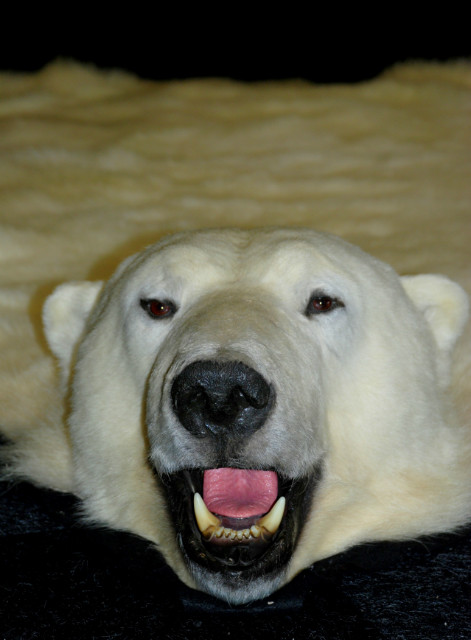 Neue Taxidermy Eisbär Haut. Haut eines Eisbären