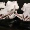 Gepolijste schedels van wrattenzwijnen
