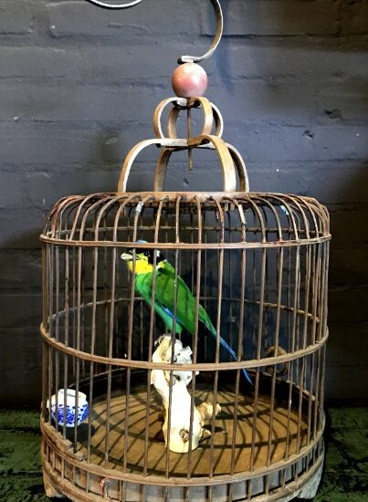 psarisomus-bite-bird-in-wooden-cage-1081096-en-max