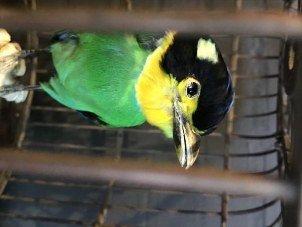 Psarisomus (bite bird) in wooden cage
