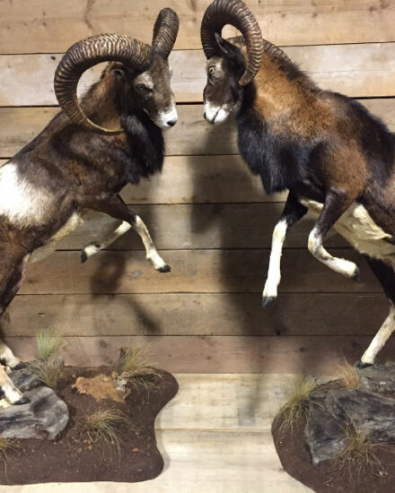 rams-two-recently-established-mouflon-431095-en-max