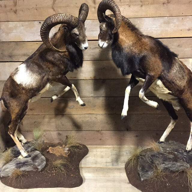 rams-two-recently-established-mouflon-431095-en-max