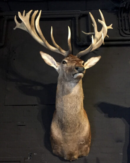 rare-big-stuffed-red-stag-head-510337-en-max