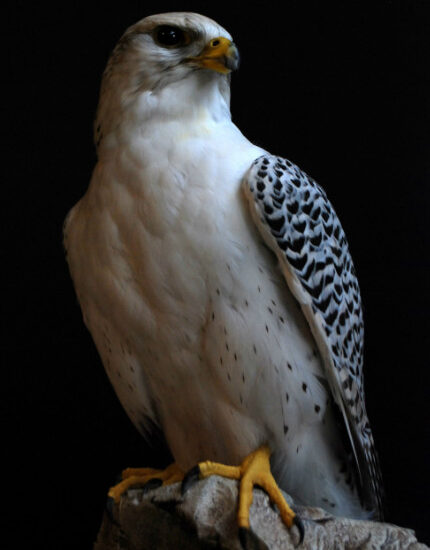 rare-expertly-stuffed-gyrfalcon-377952-en-max