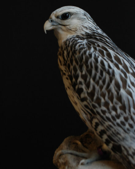 rare-expertly-stuffed-gyrfalcon-377960-en-max