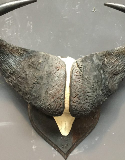 Alte schwere Schädel eines Kaffernbüffel von Rowland Ward