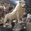 Rare recently stuffed white mane lion