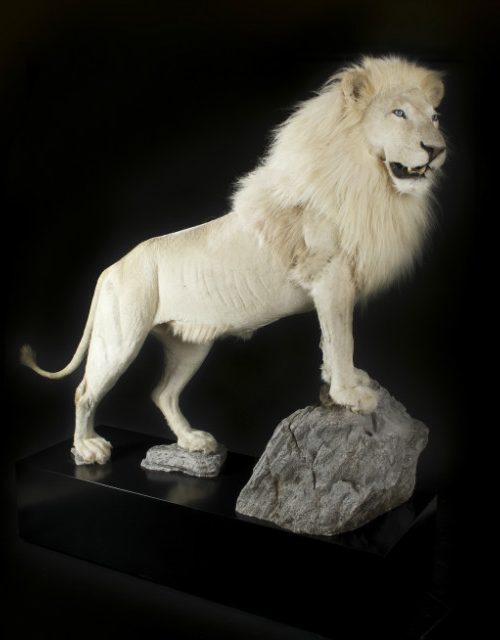 Zeer exclusieve opgezette witte leeuw, opgezette leeuw
