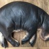Replica of a hippo calf