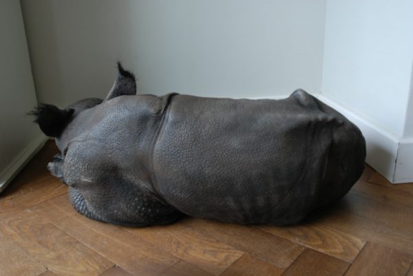 Replica of a rhino calf