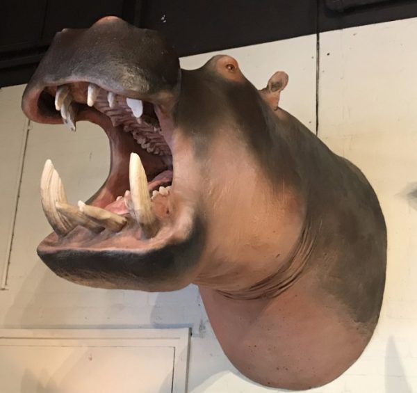 Lifelike replica of a hippopotamus