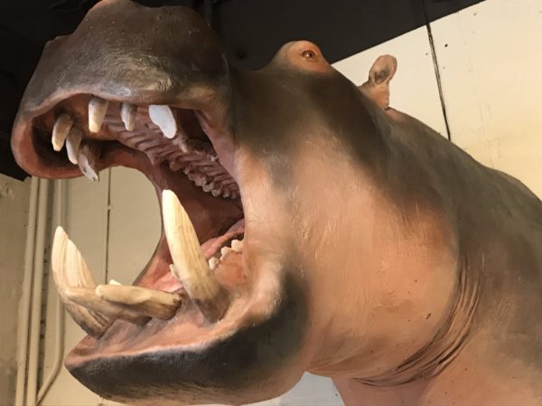 Lifelike replica of a hippopotamus