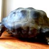 Replik eine Galapagos-Schildkröte