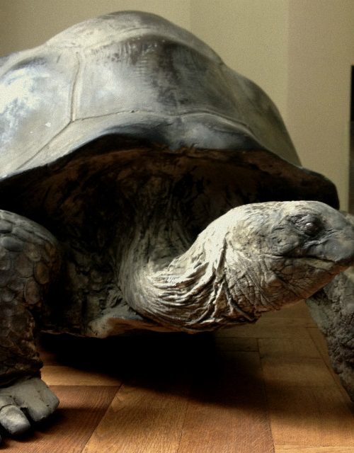 Lifelike replica of a Galapagos tortoise