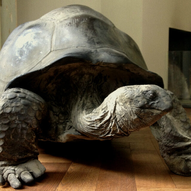 re-160-enormous-replica-of-a-galapagos-tortoise-375468-en-max-1