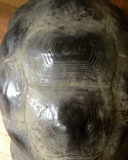 re-160-enormous-replica-of-a-galapagos-tortoise-375472-en-max