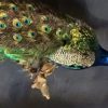 Recent stuffed peacock