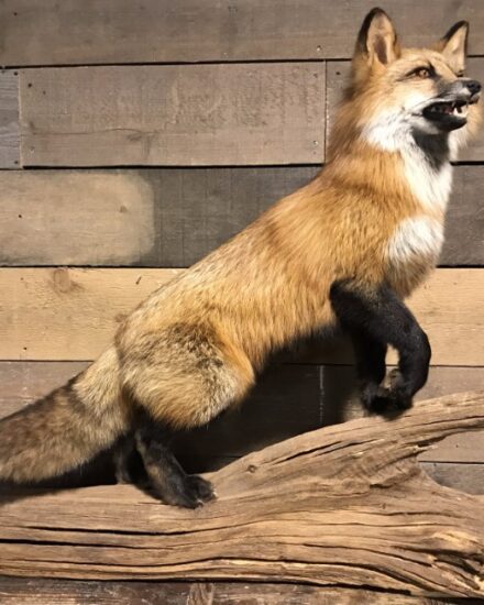 recent-taxidermy-canadian-fox-808607-en-max