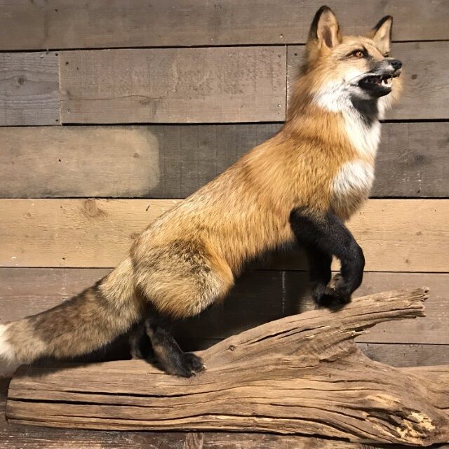 recent-taxidermy-canadian-fox-808607-en-max