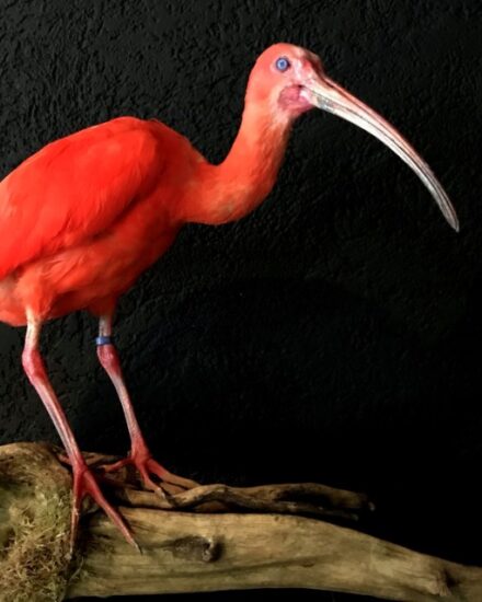 recently-created-taxidermy-red-ibis-831694-en-max