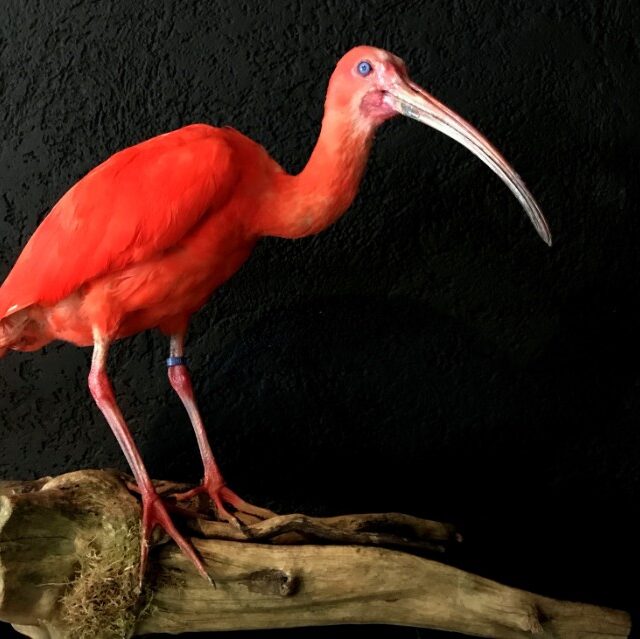 recently-created-taxidermy-red-ibis-831694-en-max