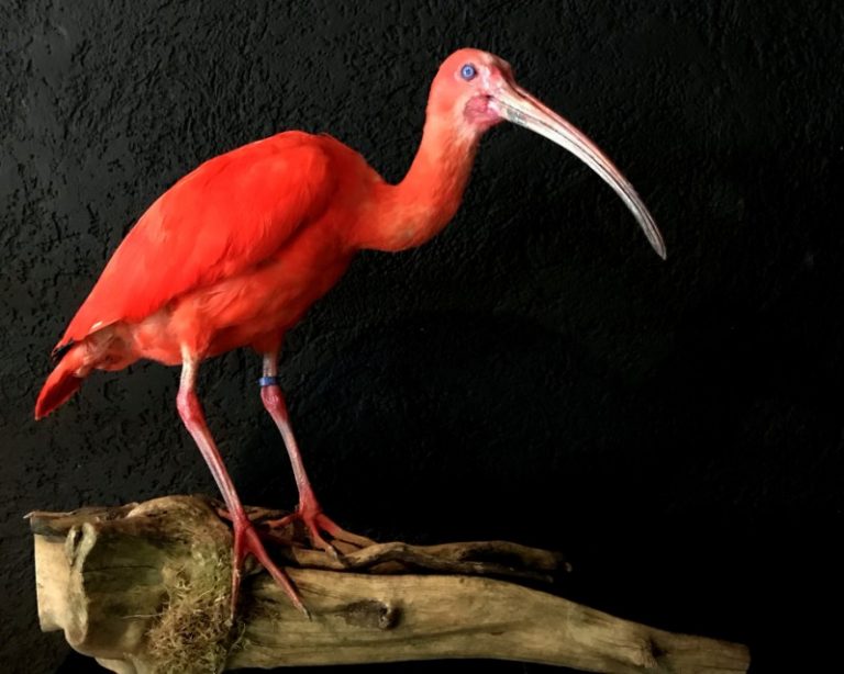 Kürzlich ausgestopfter Red ibis zum verkauf.