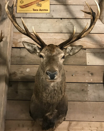 recently-made-hunting-trophy-of-a-red-deer-751995-en-max