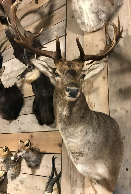Recently made hunting trophy of a very capital deer