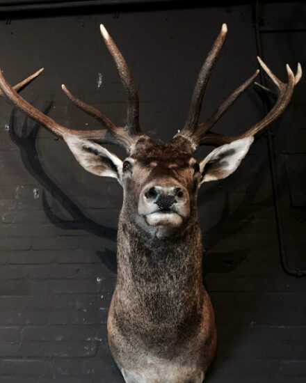 recently-made-red-deer-head-431113-en-max