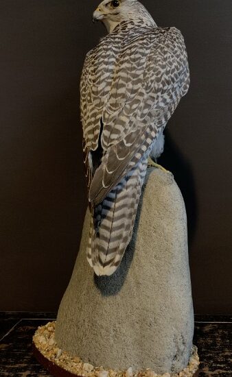 recently-made-taxidermy-gyrfalcon-1897047-en-max