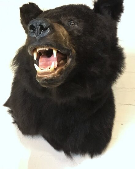 recently-made-taxidermy-head-of-a-black-bear-858698-en-max