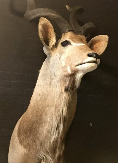 recently-made-taxidermy-head-of-a-kudu-878702-en-max