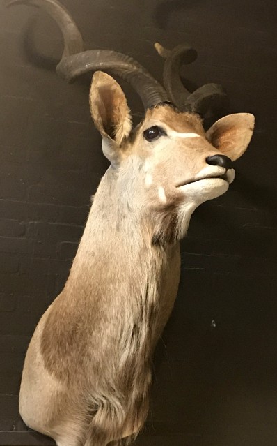 Recently made taxidermy head of a kudu