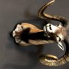 Recently made taxidermy head of a Mouflon