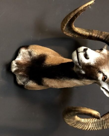 recently-made-taxidermy-head-of-a-mouflon-870193-en-max-rotated