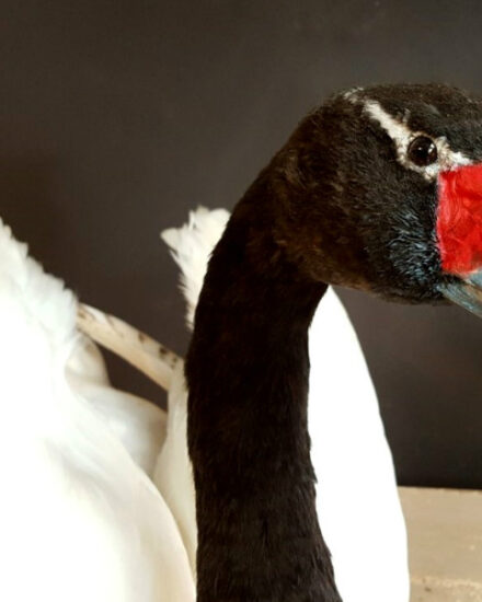 recently-mounted-black-necked-swan-520283-en-max