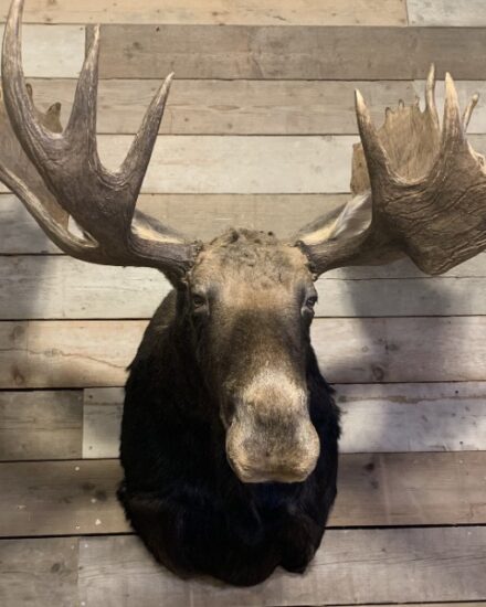 recently-mounted-canadian-moose-1444062-en-max