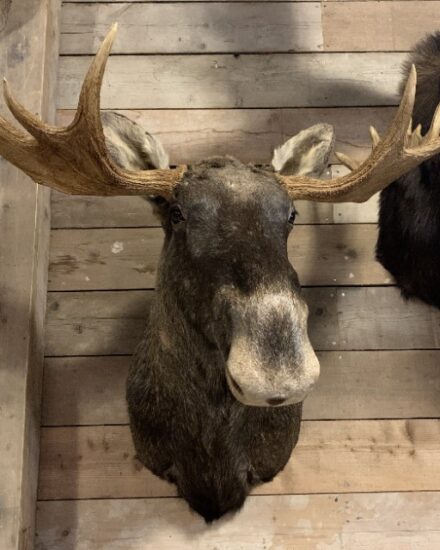 recently-mounted-head-of-a-scandinavian-moose-2176718-en-max