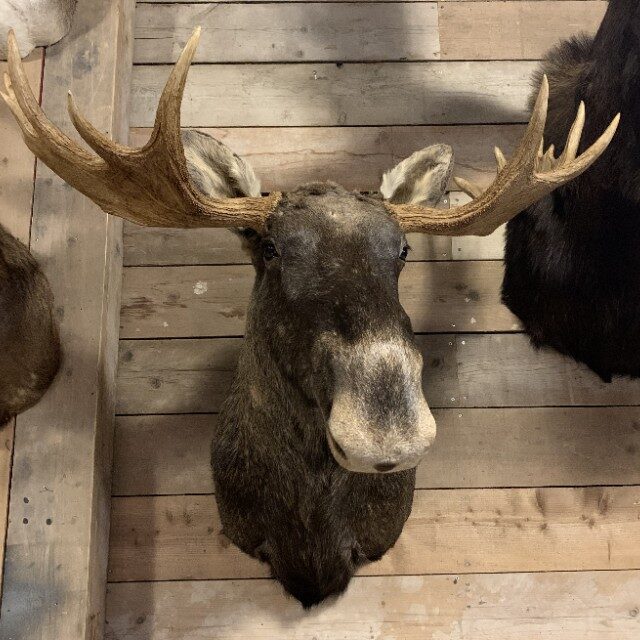 recently-mounted-head-of-a-scandinavian-moose-2176718-en-max