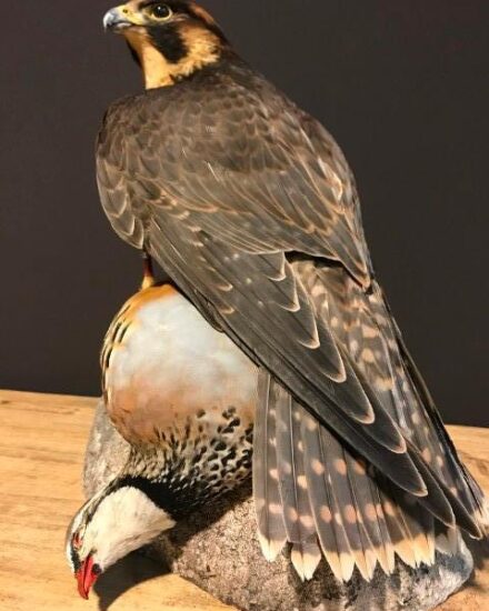 recently-mounted-lanner-falcon-with-prey-917567-en-max