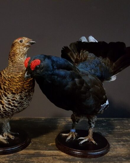 recently-mounted-pair-of-black-grouse-1443461-en-max