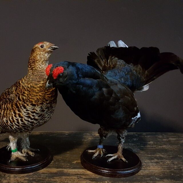 recently-mounted-pair-of-black-grouse-1443461-en-max