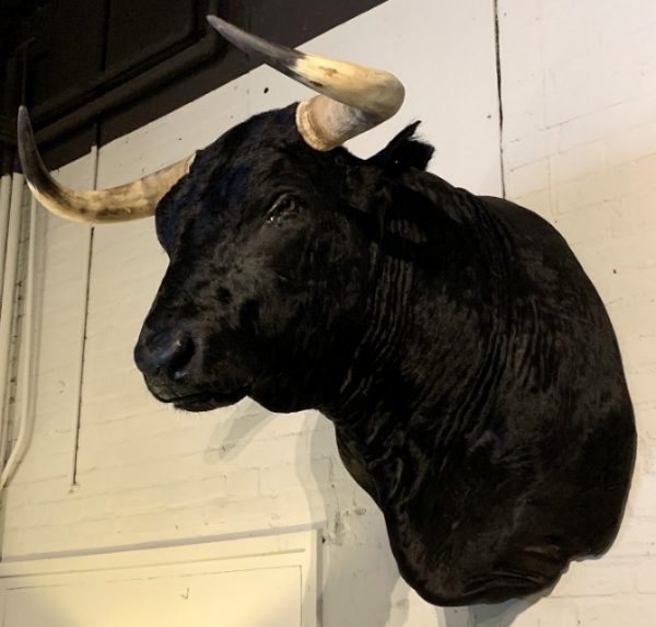 Recently mounted Spanish fighting bull. - BEAST Interiors