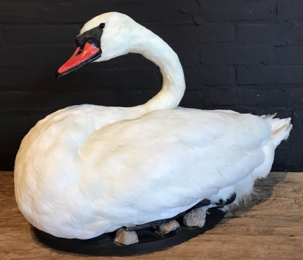 Recently mounted stylish swan.