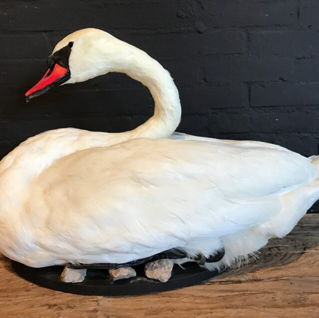 recently-mounted-stylish-swan-794841-en-max