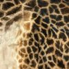 Recent zacht gelooide huid van een giraffe