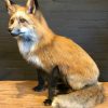 Recente opgezette Alaskan Red Fox.