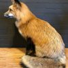 Recente opgezette Alaskan Red Fox.