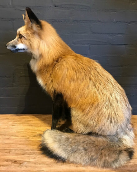 recently-stuffed-alaskan-red-fox-629939-en-max