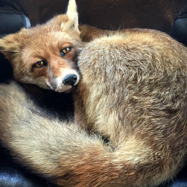 recently-stuffed-fox-507417-en-max